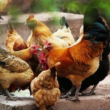 《解忧小村落养鸡攻略：高效赚钱技巧揭秘》