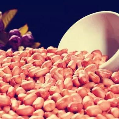 航海日记2十莲子任务攻略：高效完成秘籍大揭秘