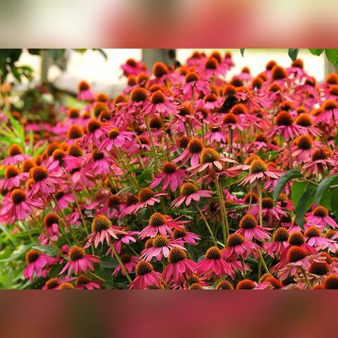 《热门鲜艳游戏盘点：盘点最火热的游戏盛宴》