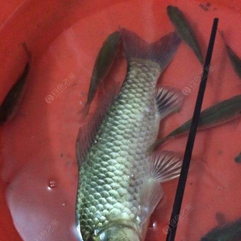 钓鱼游戏排行：热门人气钓游大盘点