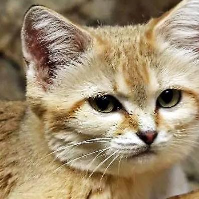 狩猎时刻怪物弱点揭秘：属性弱点一览攻略