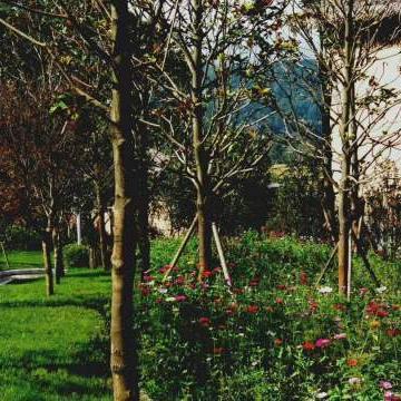 云上城之歌蘑菇快速获取攻略，轻松上手！