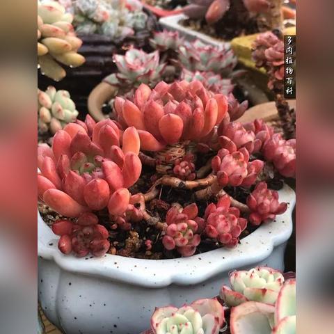 《世界之外冬日新玩家指南：入坑必备攻略》