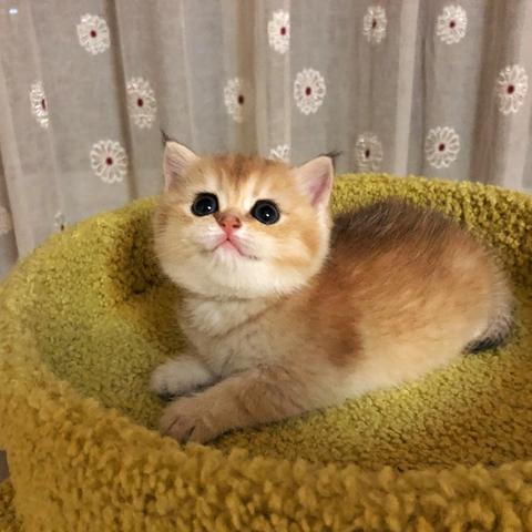 猫咪游戏盘点：热门人气猫游戏推荐大全