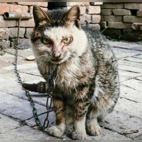 猫咪游戏盘点：热门人气猫游戏推荐大全