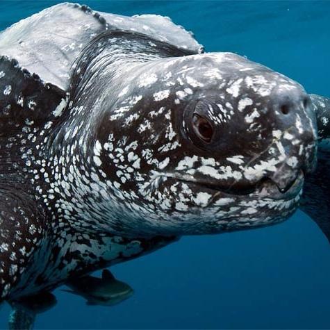 子弹时间游戏盘点：十大神作不容错过