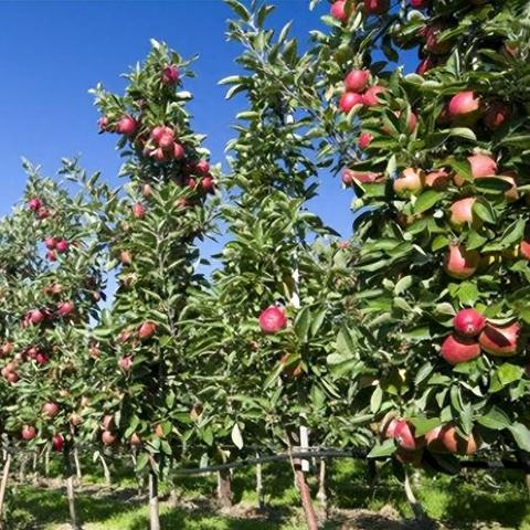 《2023农场管理游戏排行：十大热门不容错过》