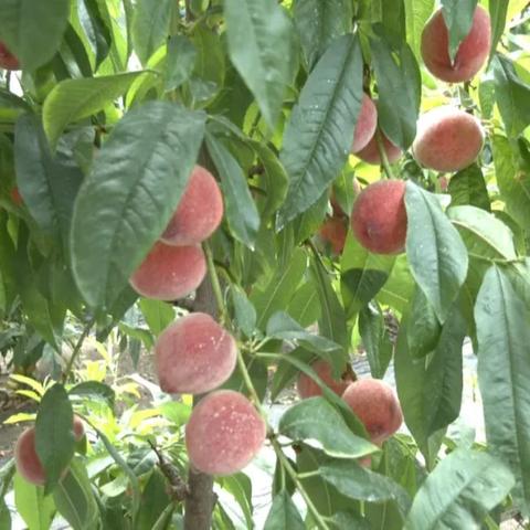 《农业游戏推荐：盘点热门农场模拟大作》