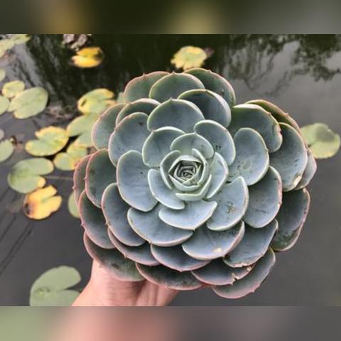 《窗台蝴蝶谜题全解：破解蝴蝶窗台之谜攻略》