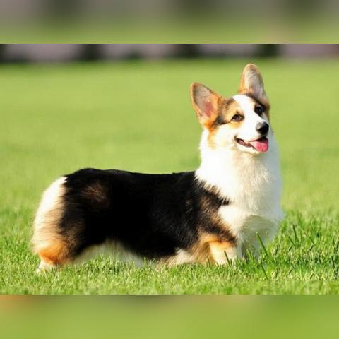 《热门宠物游戏盘点：人气飙升的排行榜来袭！》