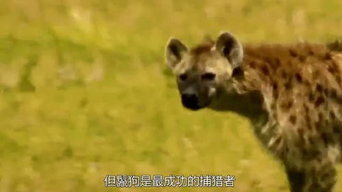 部落与弯刀鬣狗隐身流血流攻略：高效隐身玩法揭秘