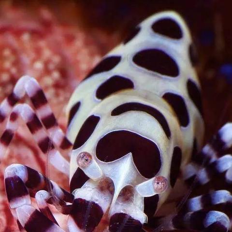 夺笋高手七彩蟋蟀捕捉秘籍！轻松抓取攻略大公开