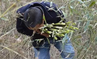 夺笋高手阿魏宝藏:巨型阿魏神秘位置揭秘 夺笋高手阿魏宝藏:巨型阿魏神秘位置揭秘