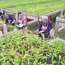 夺笋高手金钗石斛攻略：揭秘无价之宝获取秘籍