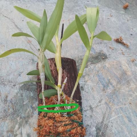 夺笋高手金钗石斛攻略：揭秘无价之宝获取秘籍