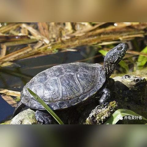 四海一商赚钱攻略：养娃必备高收益技巧