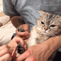 猫咪游戏盘点:十大热门猫游戏排行榜,不容错过的经典之作 猫咪游戏盘点:十大热门猫游戏排行榜,不容错过的经典之作