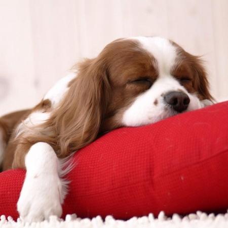 《狗子新手攻略：3招轻松上手》