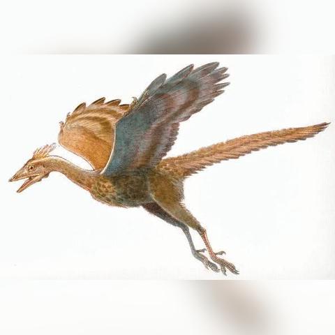 《黑色沙漠手游残暴怪物全位置揭秘》 《黑色沙漠手游残暴怪物全位置揭秘》