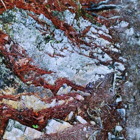 江南百景图徽杭古道探险攻略:徽州府秘境探险全解析 江南百景图徽杭古道探险攻略:徽州府秘境探险全解析