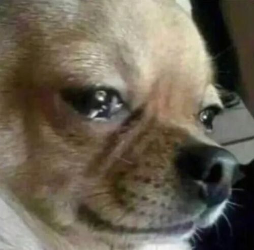 2024年度热门狗狗游戏盘点:必玩狗类游戏推荐 2024年度热门狗狗游戏盘点:必玩狗类游戏推荐