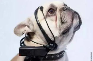 2024年度热门狗狗游戏盘点:必玩狗类游戏推荐 2024年度热门狗狗游戏盘点:必玩狗类游戏推荐