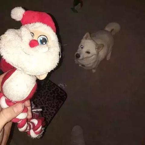 《热门狗游戏盘点：盘点那些让玩家爱不释手的狗狗游戏》