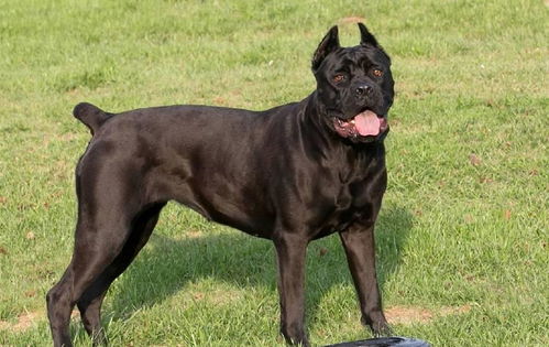 《热门点击排行:盘点当下最受欢迎的游戏TOP10》 《热门点击排行:盘点当下最受欢迎的游戏TOP10》