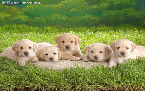 《盘点十大热门狗狗主题游戏，狗控玩家必玩清单》