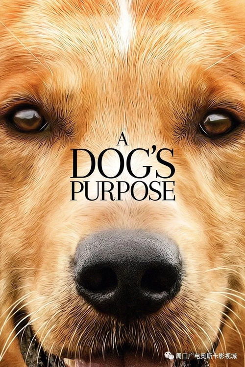 《盘点十大热门狗狗主题游戏，狗控玩家必玩清单》