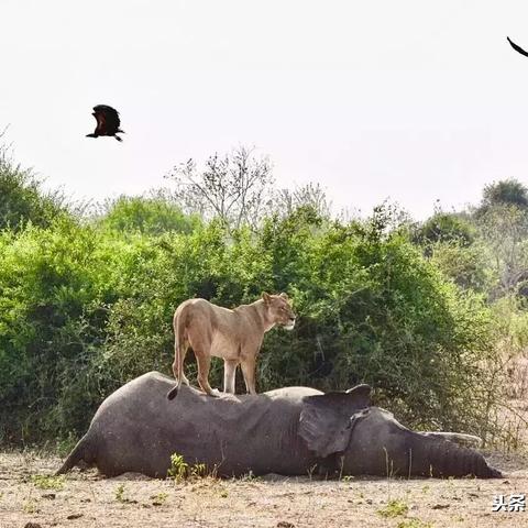 《幻塔鬣狗帮秘境任务攻略:高效完成技巧揭秘》 《幻塔鬣狗帮秘境任务攻略:高效完成技巧揭秘》