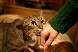 猫咪公寓2攻略：猫咪获取方法大揭秘