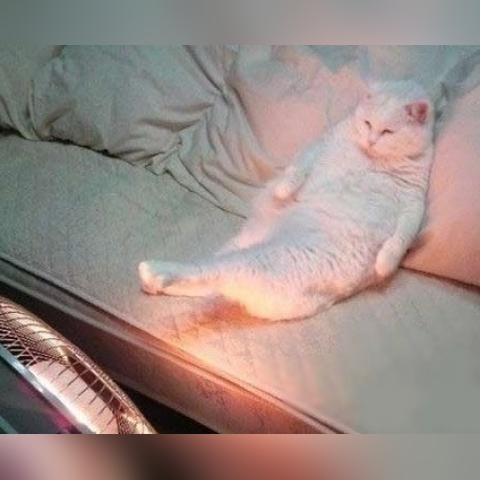 猫咪游戏热门排行：下载量爆棚的猫游戏大盘点