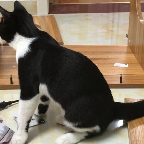 喵星大作战：组装车改造秘籍，轻松升级攻略！