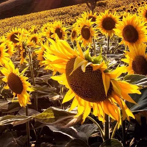 《绝美游戏盘点：热门唯美游戏推荐》