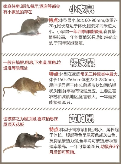 《热门旅鼠游戏盘点:盘点最有趣的旅鼠游戏排行》 《热门旅鼠游戏盘点:盘点最有趣的旅鼠游戏排行》