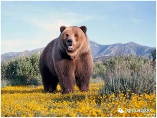 《科迪亚克棕熊攻略:野兽领主实战技巧揭秘》 《科迪亚克棕熊攻略:野兽领主实战技巧揭秘》