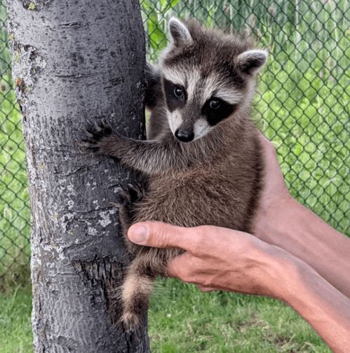 《浣熊小食屋食材速获攻略，轻松升级小浣熊百将传》