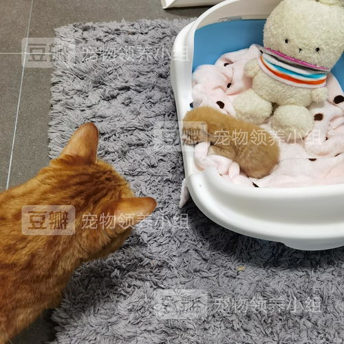 深宫萌娃偷糕点攻略:轻松应对小馋猫 深宫萌娃偷糕点攻略:轻松应对小馋猫