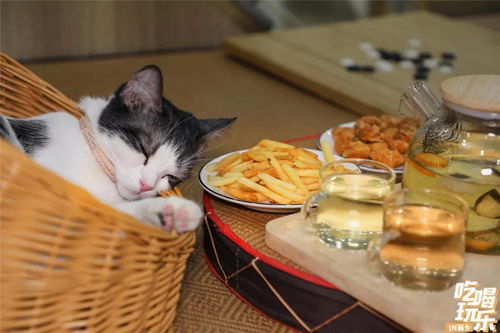 深宫萌娃偷糕点攻略:轻松应对小馋猫 深宫萌娃偷糕点攻略:轻松应对小馋猫