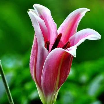 《十大绝美游戏推荐：唯美游戏下载必玩清单》