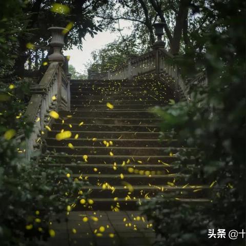 江南百景图萤萤夏夜活动攻略：盘点精彩内容汇总