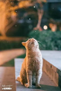 《遇见你的猫高分攻略：速成技巧揭秘》