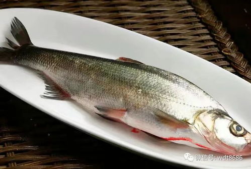 古剑奇谭河豚杂炊食谱攻略:木语人专属美味揭秘 古剑奇谭河豚杂炊食谱攻略:木语人专属美味揭秘