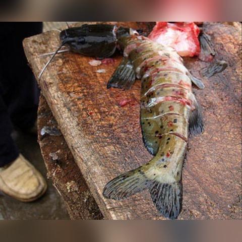 《钓鱼佬新手攻略:轻松净化海洋,快速升级!》 《钓鱼佬新手攻略:轻松净化海洋,快速升级!》