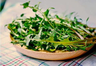 幻塔蘑菇汤攻略:轻松获取蒲公英食材,自制美味汤谱 幻塔蘑菇汤攻略:轻松获取蒲公英食材,自制美味汤谱