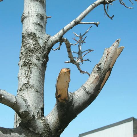 《伊甸园骄傲水母攻略:快速获取方法揭秘》 《伊甸园骄傲水母攻略:快速获取方法揭秘》