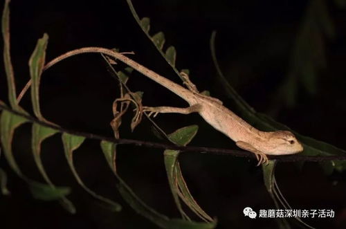 梦乐园夜桫椤妖怪日常探秘