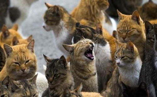 猫咪乐园：撸树致富攻略，打造汤村财富树