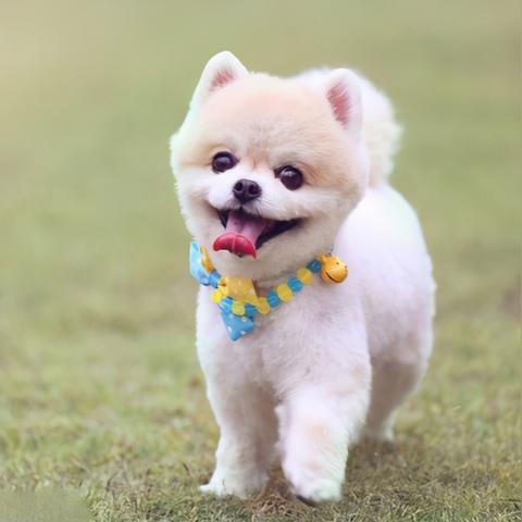 热辣推荐！盘点最火的狗狗游戏，不容错过的狗类游戏盛宴